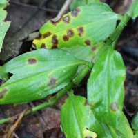 Rhopalephora scaberrima (Blume) Faden